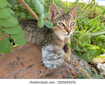 Grey Striped Cat Has Water In Front Of It In The Garden Drinking Hot Summer Days Giving Water To Animals Outside Animal World Lifestyle Buying Now.