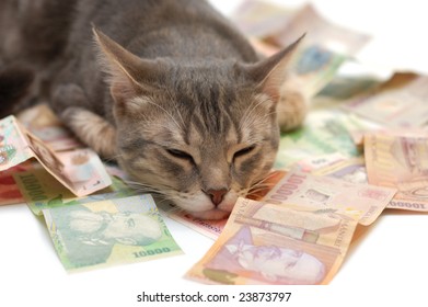 Grey Striped Cat Sleeping On Money Banknotes