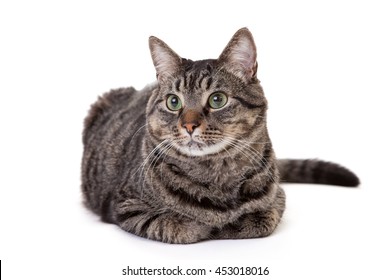 Domestic Shorthair Images Stock Photos Vectors Shutterstock