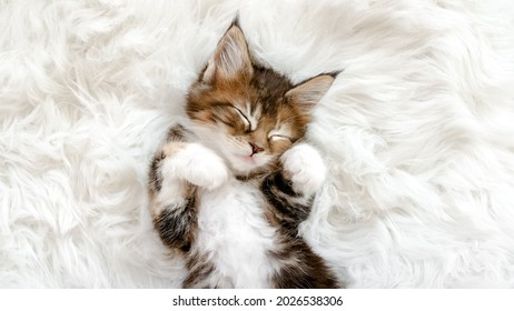Grey Striped Kitten Wakes up and Stretches. Kitty Sleeping on a Fur White Blanket. Concept of Adorable Cat Pets. - Shutterstock ID 2026538306