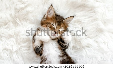 Grey Striped Kitten Wakes up and Stretches. Kitty Sleeping on a Fur White Blanket. Concept of Adorable Cat Pets.