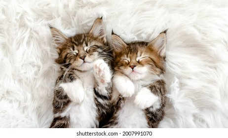 Grey Striped Kittens Wakes. Kittens Sleeping on a Fur White Blanket. Concept of Adorable Cat Pets. - Shutterstock ID 2007991070