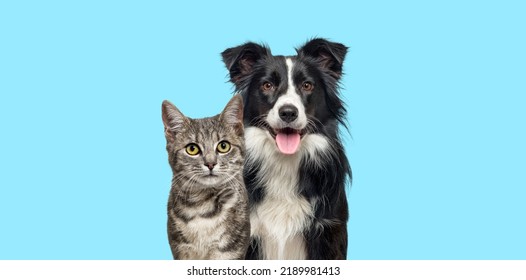 Grey striped tabby cat and a border collie dog with happy expression together on blue background, banner framed, looking at the camera - Shutterstock ID 2189981413
