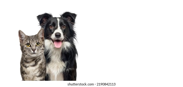 Grey striped tabby cat and a border collie dog with happy expression together isolated on white, banner framed looking at the camera