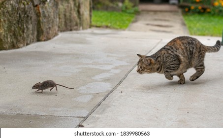 Grey stripped cat hunting the mouse. Young cat catching a mouse. - Shutterstock ID 1839980563