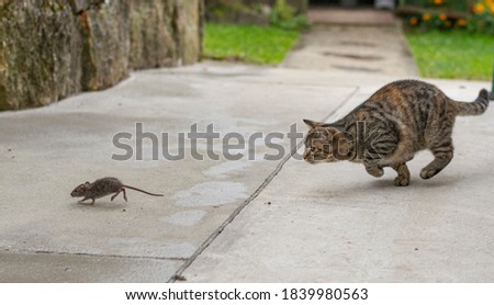 Grey stripped cat hunting the mouse. Young cat catching a mouse.