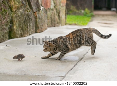 Grey stripped cat hunting the mouse. Young cat catching a mouse.