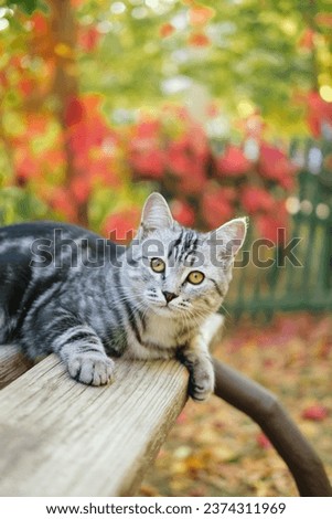 Grey stripped cute young cat sitting on the bench outdoor, fall or autumn colorful background