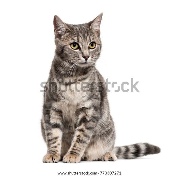 Chat A Race Mixte Raye Gris Photo De Stock Modifier Maintenant