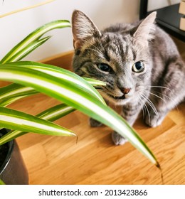 Grey Tabby Cat Eating Sprider Plant