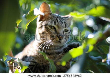 A grey tabby cat hidden inside a green leafy bush