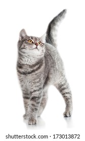 Grey Tabby Cat Isolated On White