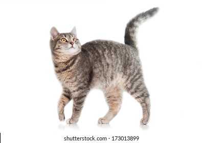 Grey Tabby Cat Isolated On White