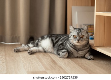 Grey tabby cat laying on the floor in flat, home pet, close up. Adult beautiful purebred cat with yellow eyes relaxing on the floor in room with new modern repair - Powered by Shutterstock