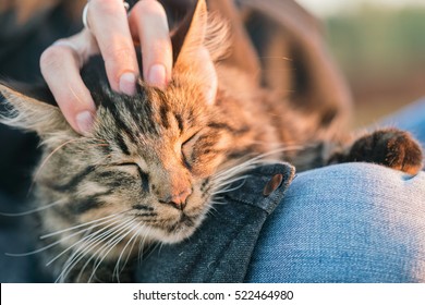 Grey Tabby Cat Lying On The Human Knees