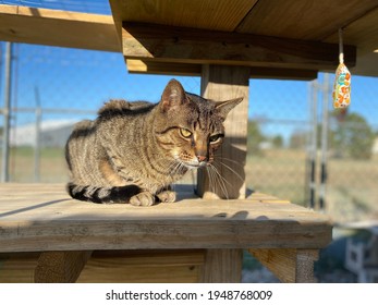 Grey Tabby Cat Relaxing Outside, Feline Enclosure 