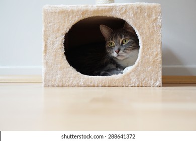 grey tabby cat resting in hideaway cat bed - Shutterstock ID 288641372