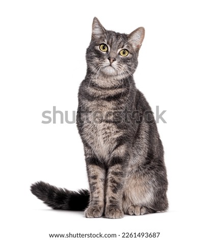 Grey tabby cat sitting and looking at the camera, isolated on white