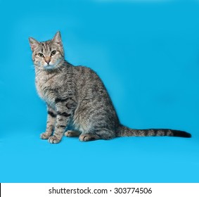 Grey Tabby Cat Standing On Blue Stock Photo 303774506 | Shutterstock