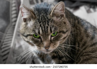 Grey tabby cat sullenly looking at camera. Grumpy green-eyed mature cat.