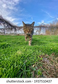 Grey Tabby Cat Walking Toward Camera, Low Angle View