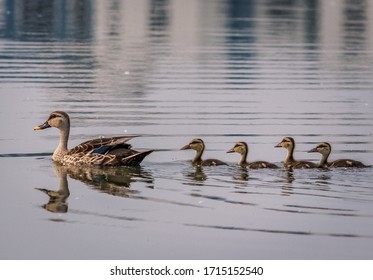 Grey Teal duck family with a group of baby ducklings on a lack, Chennai.India