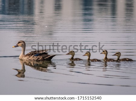 Grey Teal duck family with a group of baby ducklings on a lack, Chennai.India