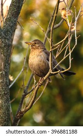Grey thrush at sunset