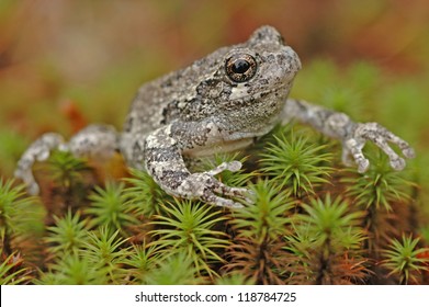 Grey Tree Frog