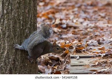 Grey tree squirrel on high alert.  
