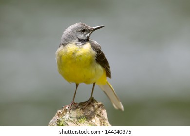 Grey Wagtail