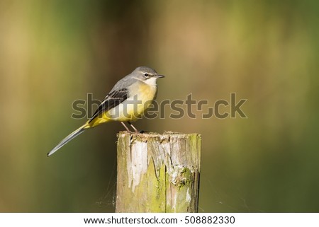 Grey Wagtail, Wagtail, Birds