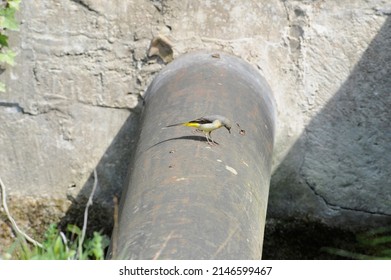 Grey Wagtail - Motacillidae - Yellow Wagtail  (Field Of View)