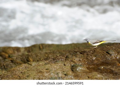 Grey Wagtail - Motacillidae -Yellow Wagtail   (Field Of View)