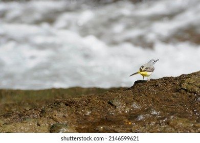 Grey Wagtail - Motacillidae - Yellow Wagtail  (Field Of View)