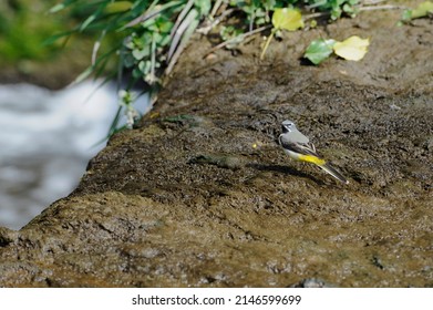 Grey Wagtail - Motacillidae - Yellow Wagtail  (Field Of View)