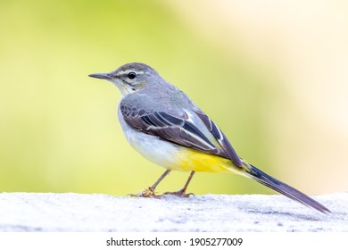 Grey wagtail walking on the road in the forest.