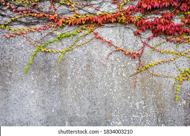 Grey wall covered with ivy or creeper plant in red green and yellow, copy space, horizontal - Powered by Shutterstock