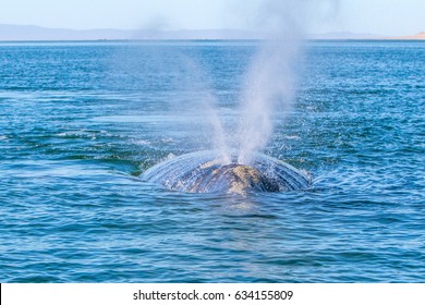 Grey Whale Baja Mexico