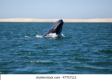 Grey Whale Breaching, Baja California, Mexico