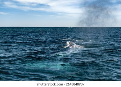 Grey Whale In Magdalena Bay Baja California Mexico