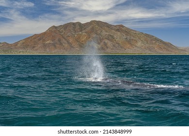 Grey Whale In Magdalena Bay Baja California Mexico