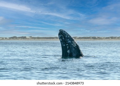grey whale spy hopping near whalewatching boat in magdalena bay baja california mexico
