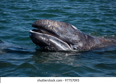 Grey Whale Young Showing Baleen, Baja California, Mexico