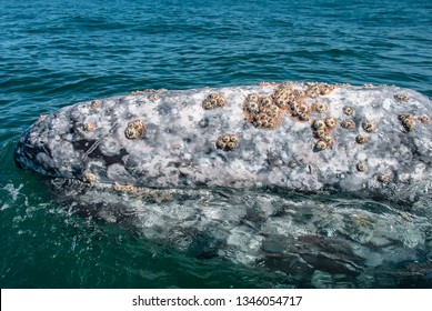 Grey Whales (Eschrichtius robustus) in their winter birthing lagoon at Adolfo Lopez Mateos in Baja California on Mexico's Pacific coast.