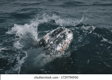 378 Whale baby head out water Images, Stock Photos & Vectors | Shutterstock