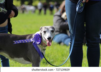 Grey Whippit Wearing A Purple Rosette 