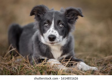 Collie Puppy On White Images Stock Photos Vectors Shutterstock