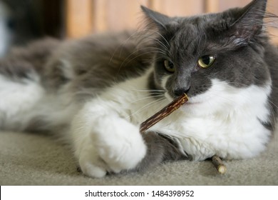 Grey And White Cat Chewing On A Matatabi Stick