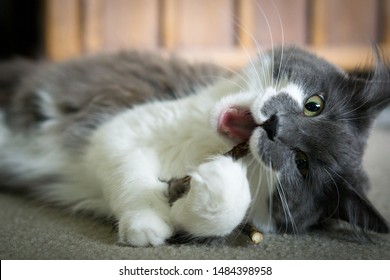 Grey And White Cat Chewing On A Matatabi Stick